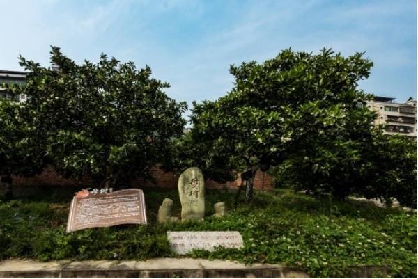 大唐资本 品牌价值381．7亿 看奉节脐橙如何赢得海外市场